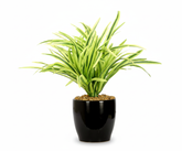 Artificial Yellow Dracaena Bonsai Tree - 27cm/11in